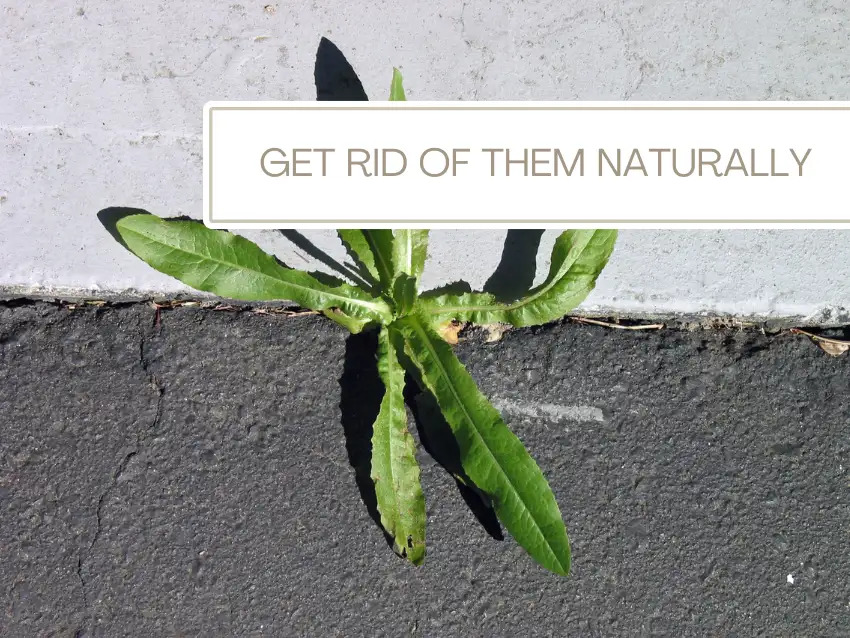get rid of driveway weeds naturally
