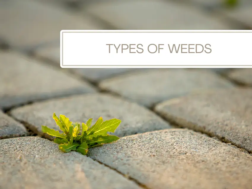 Different types of weeds growing on a driveway