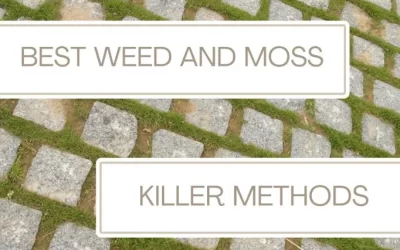 Eliminating Moss and Weeds from Your Patio: Effective Methods and Prevention Tips