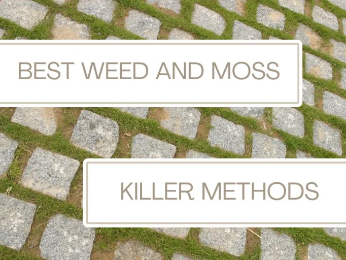 patio weed killer, patio moss killer