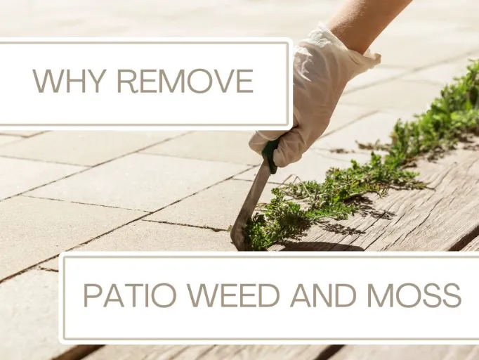 why remove patio weed and moss